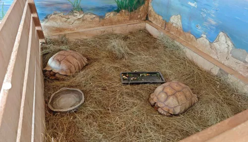 В барнаульском зоопарке поселилась пара шпороносных черепах. Фото