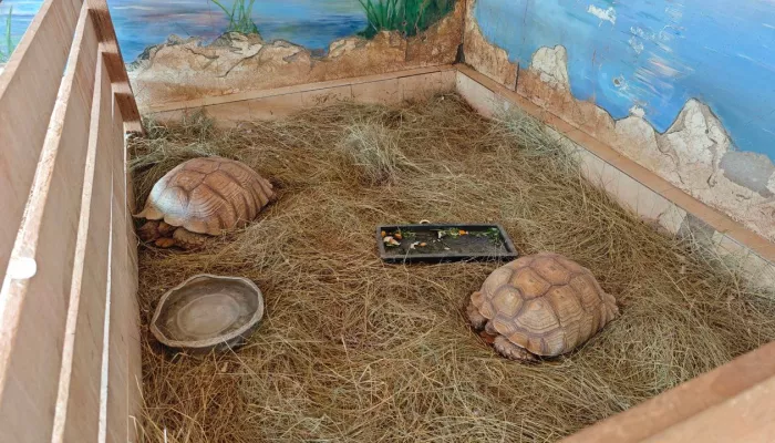 В барнаульском зоопарке поселилась пара шпороносных черепах. Фото