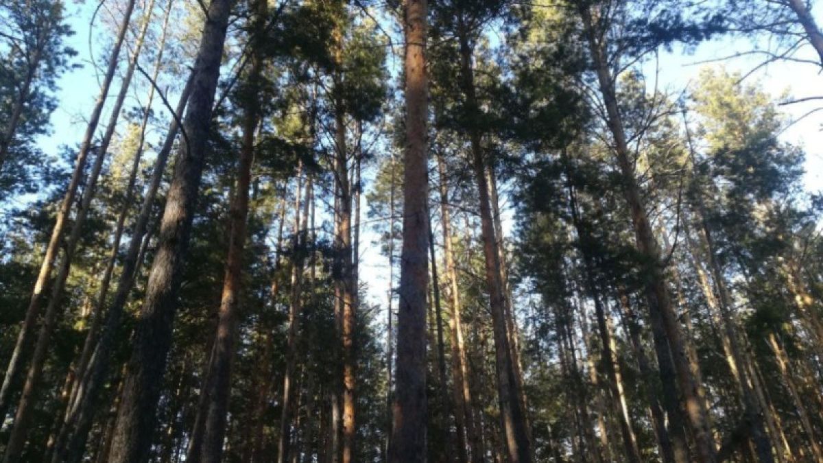 Жук или жадность: вырубку леса на Алтае списали на уссурийского полиграфа