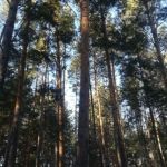 Жук или жадность: вырубку леса на Алтае списали на уссурийского полиграфа