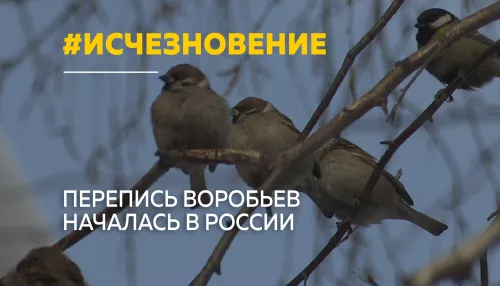 Воробьев становится меньше: в России стартовала перепись птиц