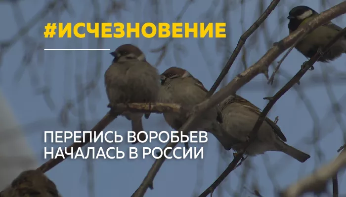 Воробьев становится меньше: в России стартовала перепись птиц
