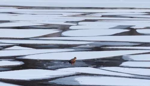 На Телецком озере засняли краснокнижного орлана-белохвоста на льдине. Видео