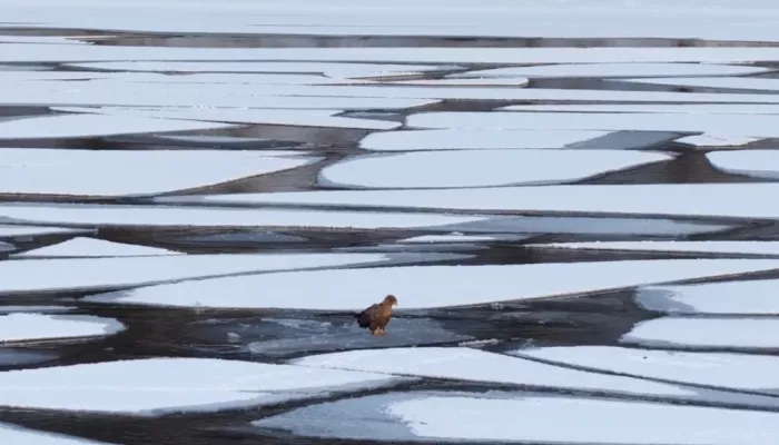 На Телецком озере засняли краснокнижного орлана-белохвоста на льдине. Видео