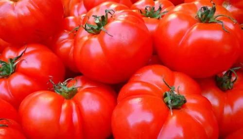 Как ускорить созревание помидоров и получить богатый урожай