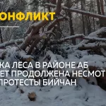 Рубка леса на АБ в Бийске продолжается: протесты ничего не изменили