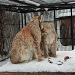 У рысей в барнаульском зоопарке начался брачный сезон. Фото