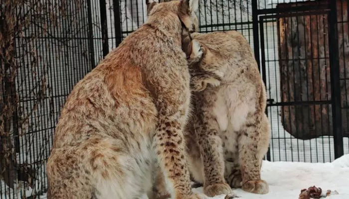 У рысей в барнаульском зоопарке начался брачный сезон. Фото