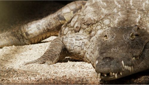 Найдены останки охотившегося на динозавров крокодила