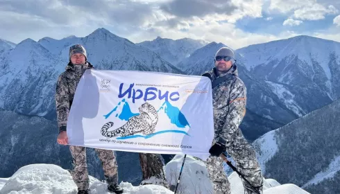 Ежегодный учет численности снежного барса стартовал в Республике Алтай. Фото