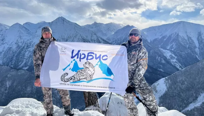 Ежегодный учет численности снежного барса стартовал в Республике Алтай. Фото
