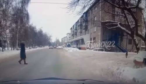 В Бийске стая собак набросилась на мальчика в центре города