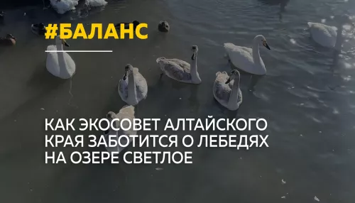 Баланс между природой и туризмом: Экосовет Алтая заботится о лебедях на озере Светлое