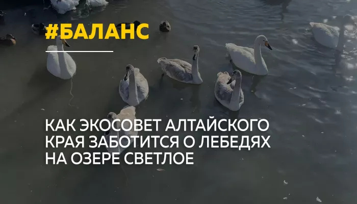 Баланс между природой и туризмом: Экосовет Алтая заботится о лебедях на озере Светлое