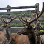 Республика Алтай сделала важный шаг для экспорта пантов маралов в Китай