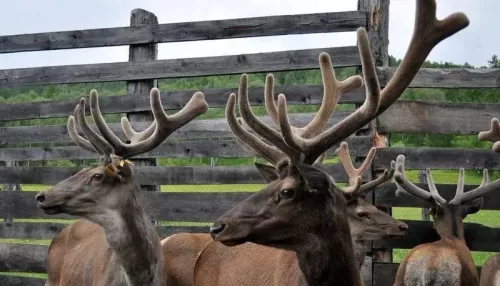 Республика Алтай сделала важный шаг для экспорта пантов маралов в Китай