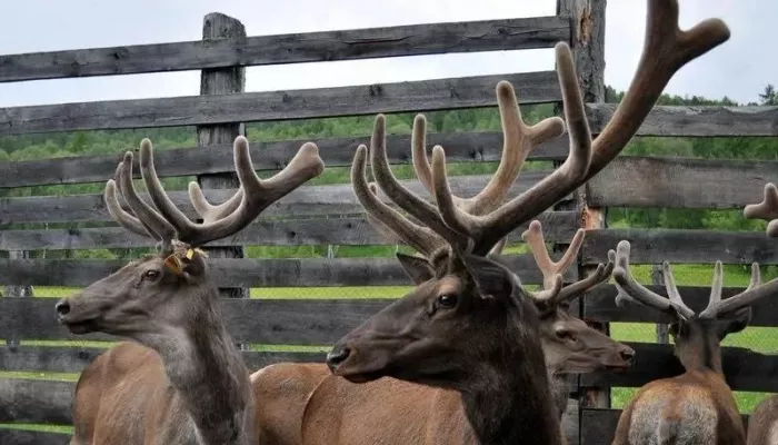 В Республике Алтай продвинулись в возобновления экспорта пантов марала в Китай