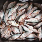 Чебень как из пулемета: алтайские рыбаки показали фотоотчеты с зимним уловом