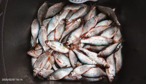 Чебень как из пулемета: алтайские рыбаки показали фотоотчеты с зимним уловом