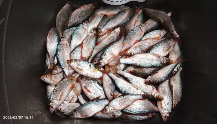 Чебень как из пулемета: алтайские рыбаки показали фотоотчеты с зимним уловом