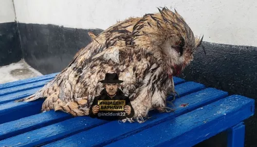 Барнаульские волонтеры выхаживают сбитого на трассе филина