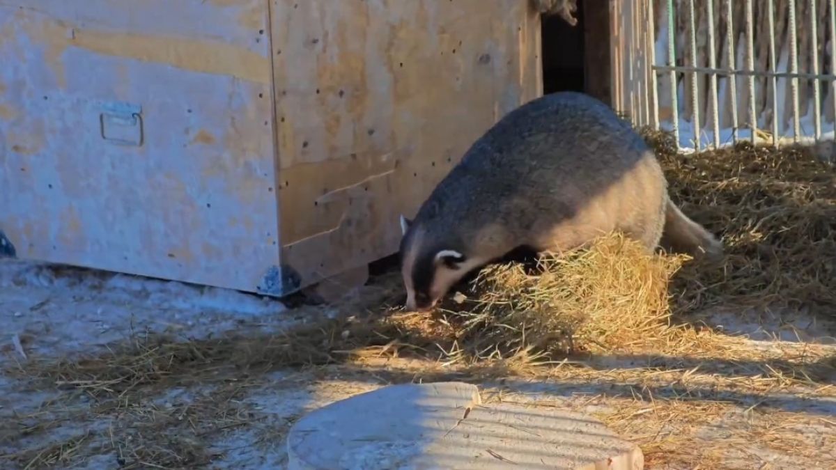 барсук Самсон