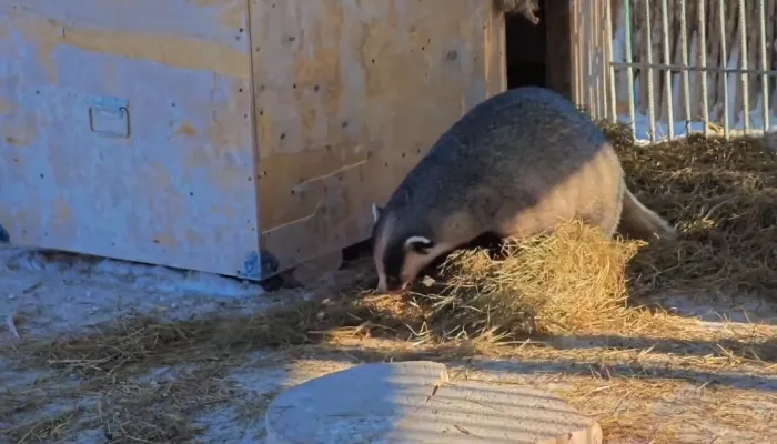 Барсук Самсон вышел из спячки в барнаульском зоопарке. Видео