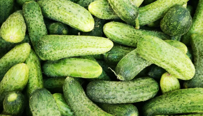 Названы причины стремительного подорожания огурцов