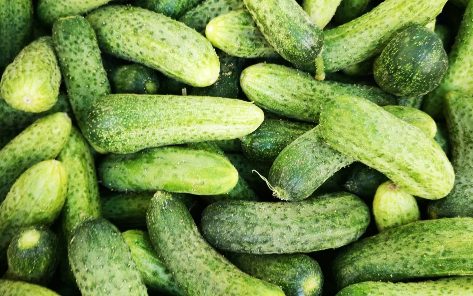 Названы причины стремительного подорожания огурцов