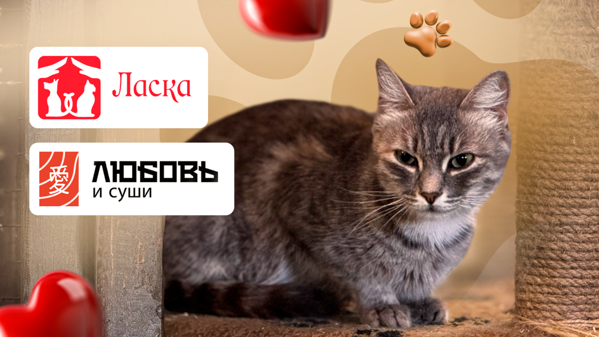 Любовь к котам и суши