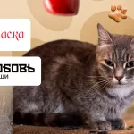 800 собак, 150 кошек и тысячи спасенных жизней: приют Ласка отмечает день рождения