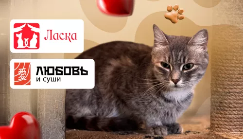 800 собак, 150 кошек и тысячи спасенных жизней: приют Ласка отмечает день рождения