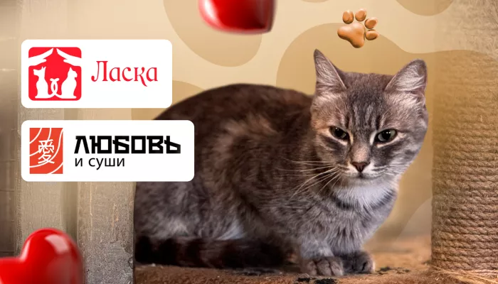 800 собак, 150 кошек и тысячи спасенных жизней: приют Ласка отмечает день рождения