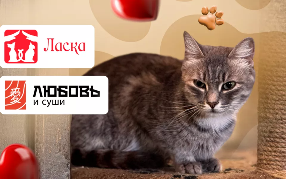 800 собак, 150 кошек и тысячи спасенных жизней: приют Ласка отмечает день рождения