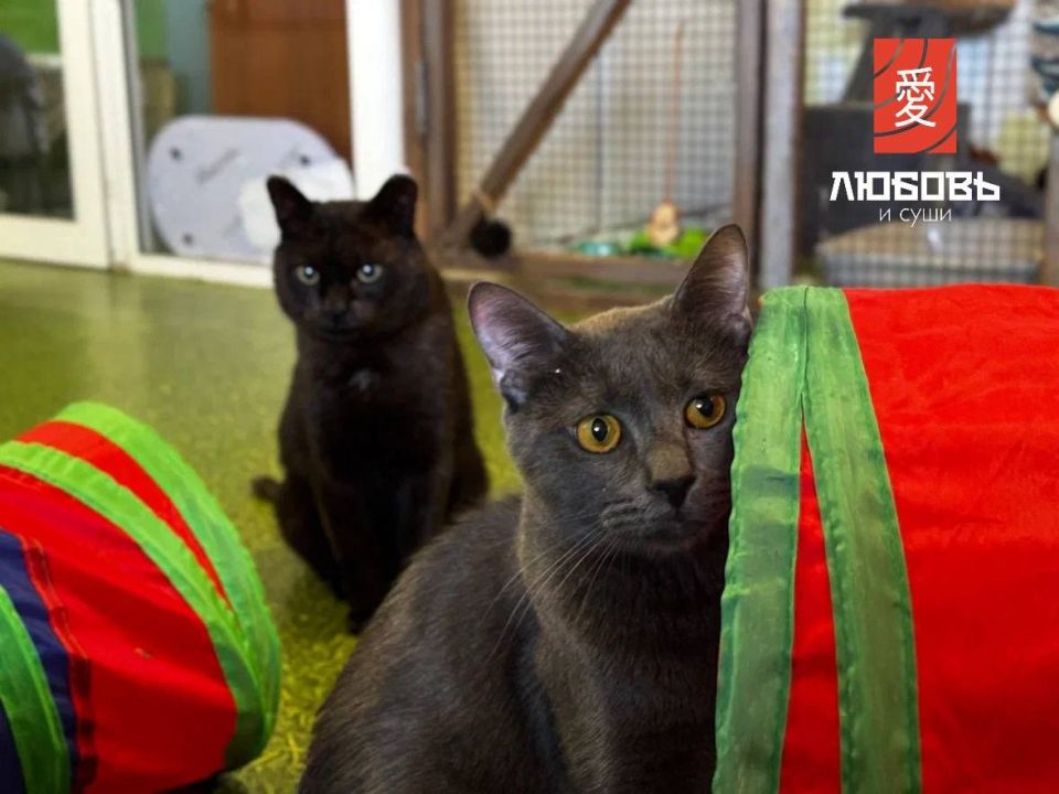 Любовь к котам и суши