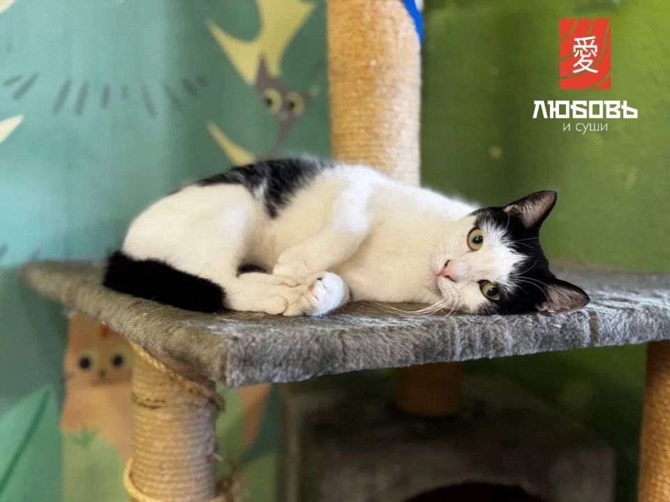 Любовь к котам и суши