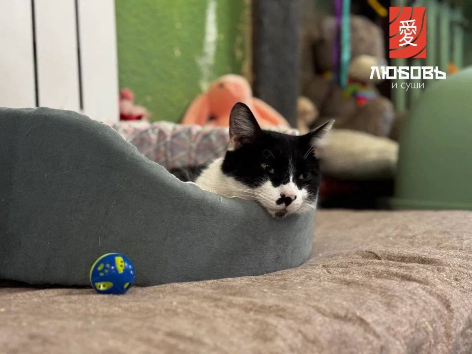 Любовь к котам и суши