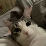 Ест много и всех строит: в Барнауле ищут нового владельца для кошки с характером