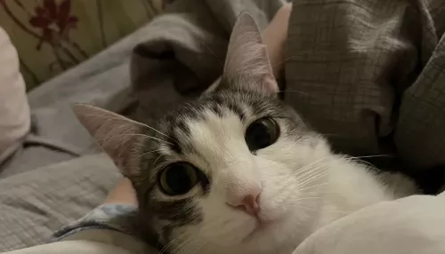 Ест много и всех строит: в Барнауле ищут нового владельца для кошки с характером