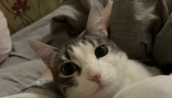 Ест много и всех строит: в Барнауле ищут нового владельца для кошки с характером