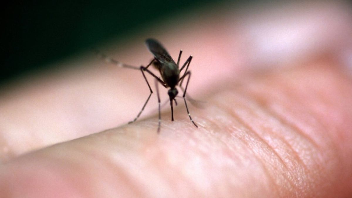 Нейротоксин, похожий на ботокс, поможет в борьбе с комарами