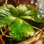 В Алтайском заповеднике заметили зеленые растения посреди зимы. Фото