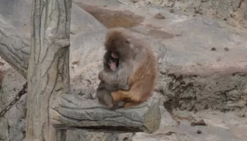 Самая одинокая обезьянка в мире нашла себе друга среди сородичей. Трогательные фото