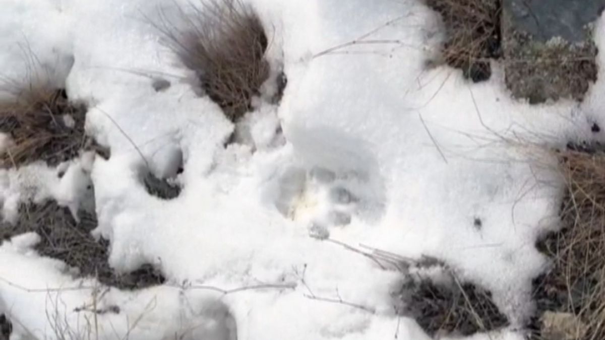 След снежного барса