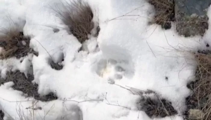 Специалисты Сайлюгемского нацпарка столкнулись со снежным барсом во время экспедиции