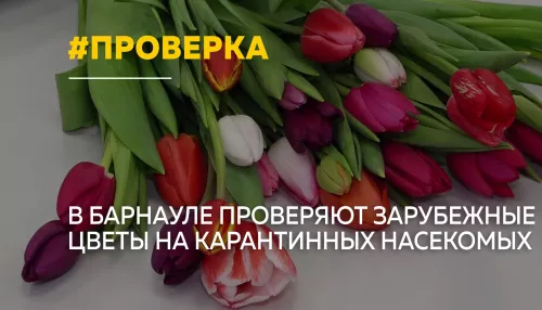 Букет с сюрпризом: в Алтайском крае усилили проверку импортных цветов перед 8 Марта