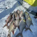 Рыбаки Алтайского края показали свои февральские уловы. Фото