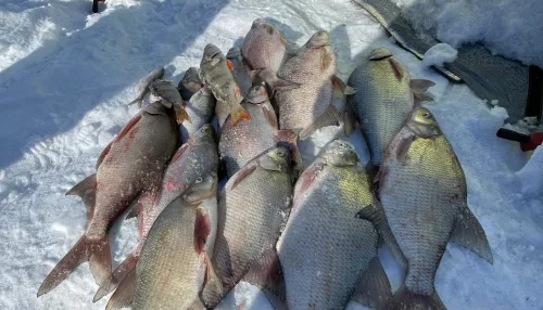 Рыбаки Алтайского края показали свои февральские уловы. Фото