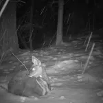 В Алтайском заповеднике засняли сон краснокнижной кабарги