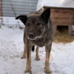 Глава Додо Пиццы высказался о скандале с увольнением из-за собаки Додобони